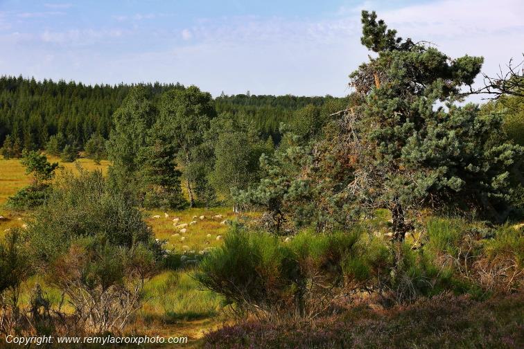 Tourbi�re du Long�roux Corr�ze Limousin  Nouvelle Aquitaine France www.remylacroixphoto.com