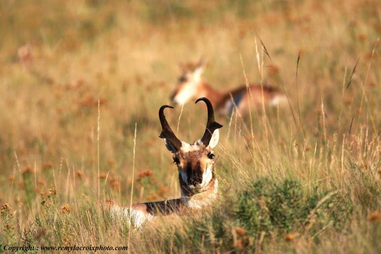 Pronghorns Antilopes d'Am�rique Bison Range National Refuge Rocky Mountains Montana USA www.remylacroixphoto.com #pronghorns #remylacroix