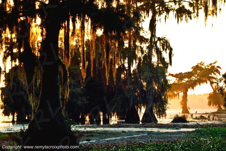 Martin Lake Bayou Cajun Louisiane USA www.remylacroixphoto.com