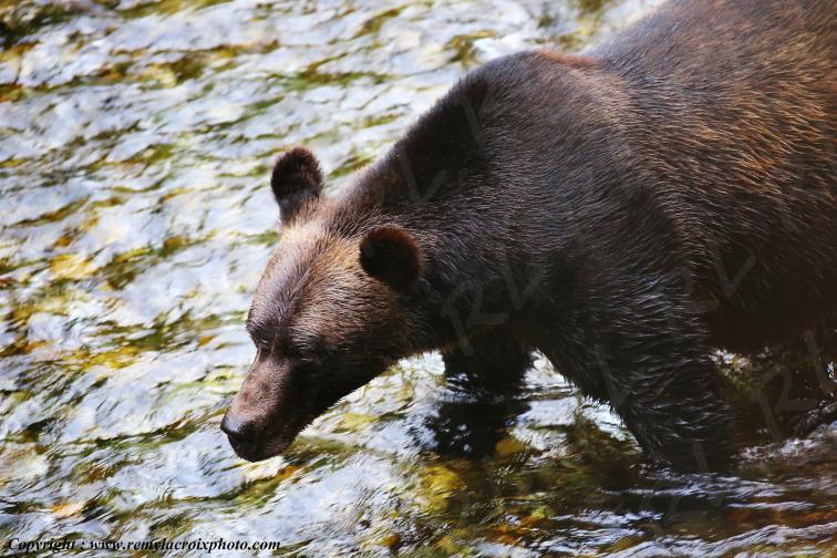 Grizzly Bear Ours Brun Fish Creek Alaska USA www.remylacroixphoto.com