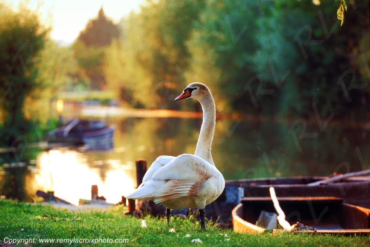 Marais de Bourges Cygne Plates Chalands Cher Berry Centre Val de Loire France www.remylacroixphoto.com