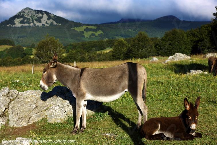 Anes Mont Gerbier de Jonc Ard�che Rh�ne Alpes France