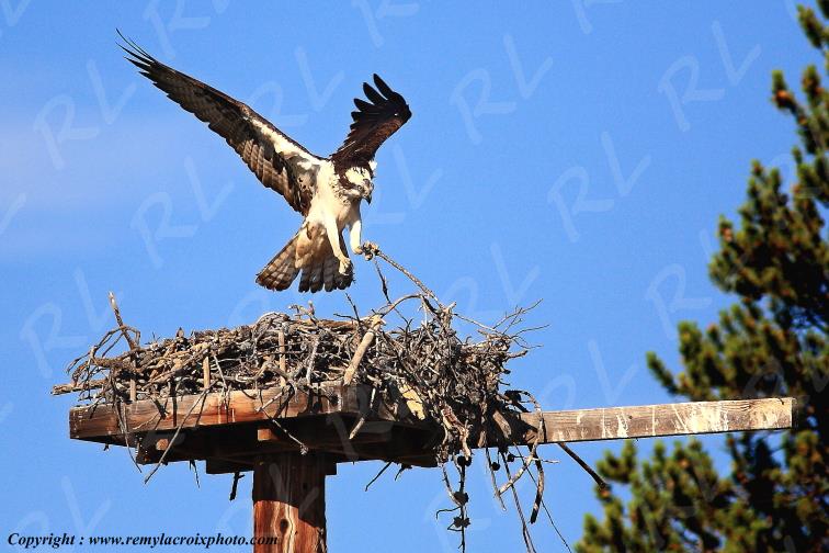 Nid de faucons d'Am�rique du Nord