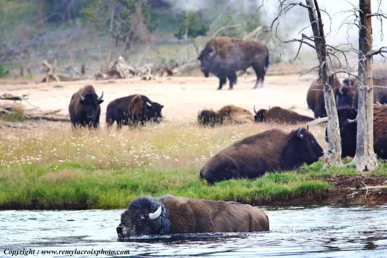 Bison d'Am�rique american buffalo Yellowstone River www.remylacroixphoto.com