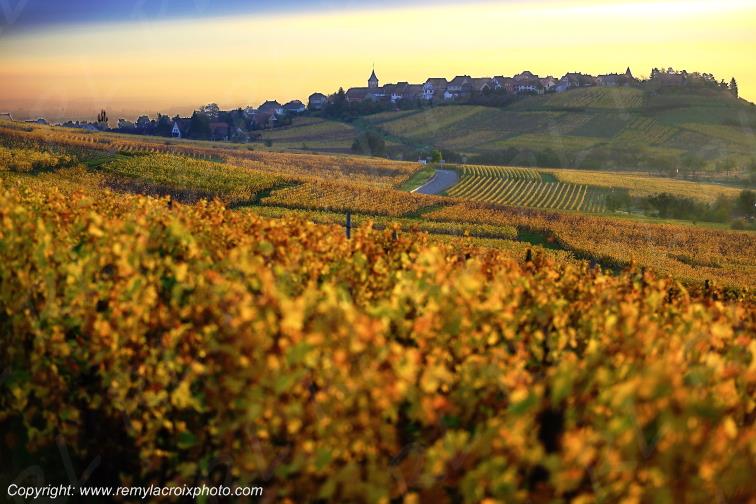 Riquewhir vignoble Haut-Rhin Alsace France www.remylacroixphoto.com