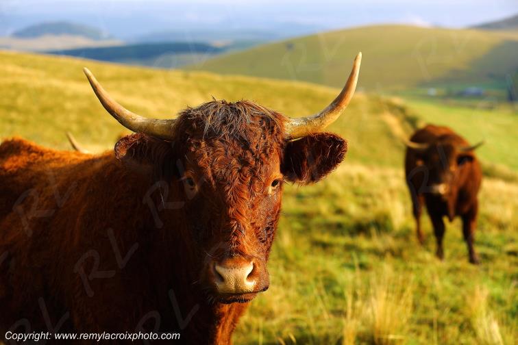 C�zallier La Godivelle vaches Salers D�me Auvergne Rh�ne-Alpes France