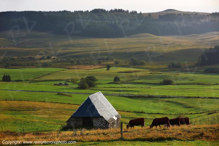 La Godivelle buron vaches Salers C�zallier Puy de D�me Auvergne Rh�ne-Alpes France www.remylacroixphoto.com