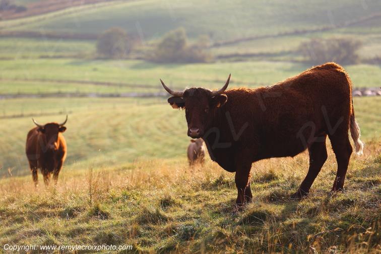 La Godivelle buron vaches Salers C�zallier Puy de D�me Auvergne Rh�ne-Alpes France www.remylacroixphoto.com