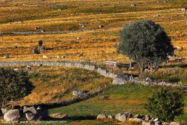 Marchastel Aubrac Loz�re Languedoc-Roussillon Occitanie France www.remylacroixphoto.com