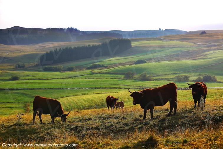 La Godivelle buron vaches Salers C�zallier Puy de D�me Auvergne Rh�ne-Alpes France www.remylacroixphoto.com