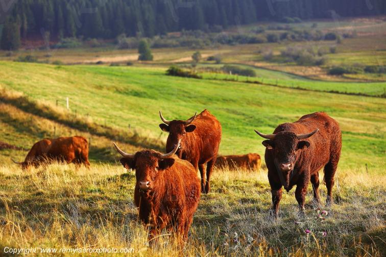 La Godivelle buron vaches Salers C�zallier Puy de D�me Auvergne Rh�ne-Alpes France www.remylacroixphoto.com
