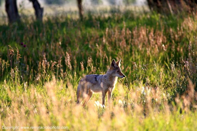 Coyote Grand Teton National Park Wyoming USA www.remylacroixphoto.com