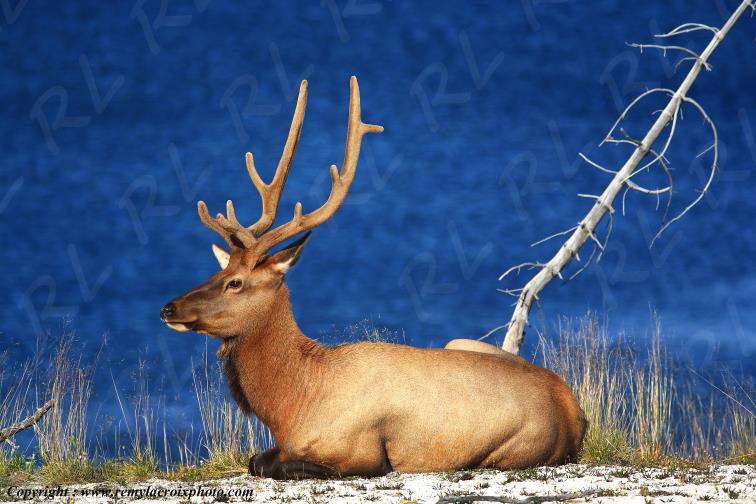 Wapiti Yellowstone National Park Wyoming USA www.remylacroixphoto.com