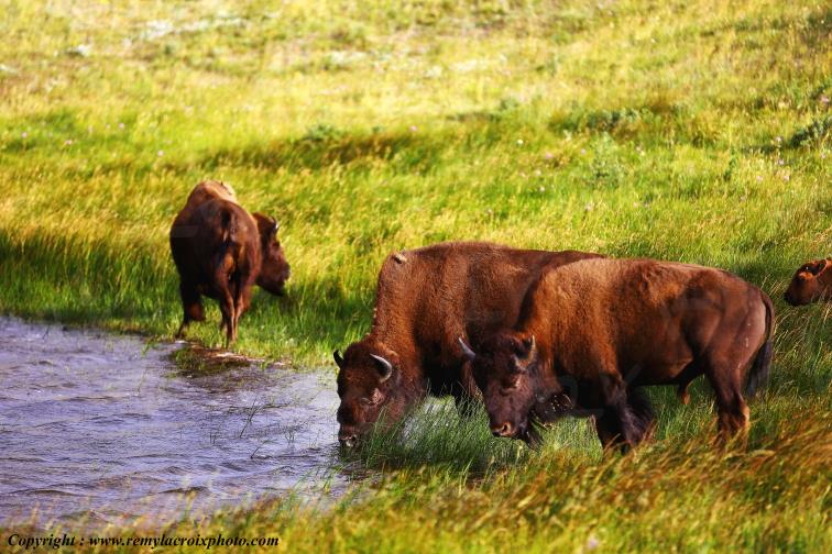 Bisons d'Am�rique Buffalo Waterton Lakes National Park Alberta Canada ww.remylacroixphoto.com