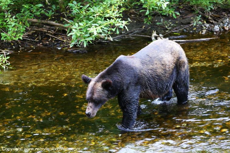 Grizzly Bear Ours Brun Fish Creek Alaska USA www.remylacroixphoto.com