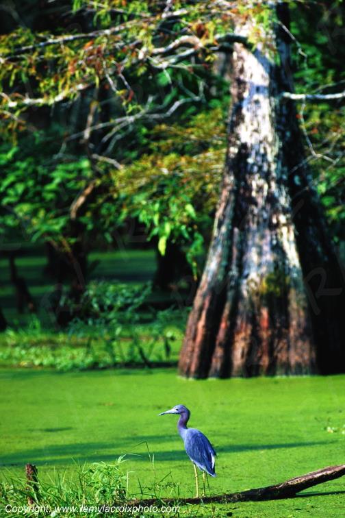 Aigrette Bleue bayou Martin lake Lousiane Louisiana USA www.remylacroixphoto.com