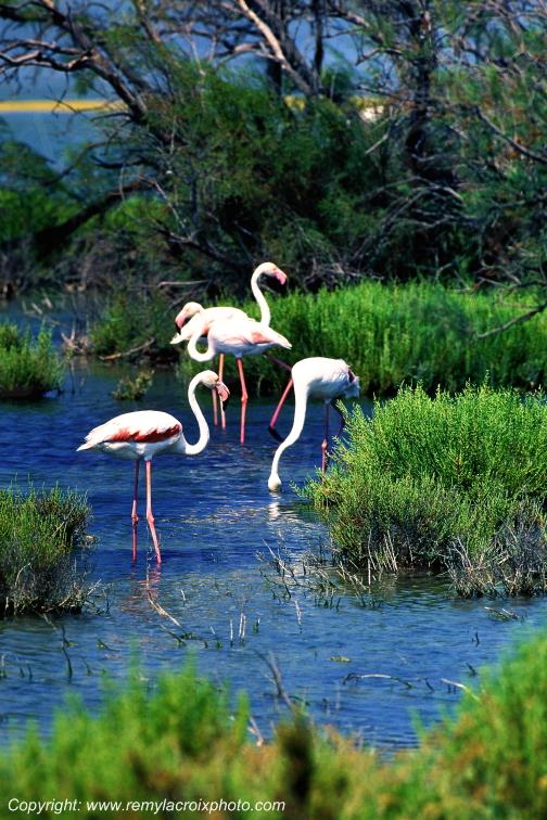 Flamants-roses Camargue Bouches-du-Rh�ne France www.remylacroixphoto.com