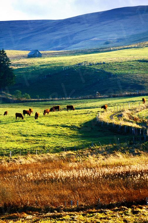 C�zallier Le Saillant Cantal Auvergne Rh�ne-Alpes France www.remylacroixphoto.com