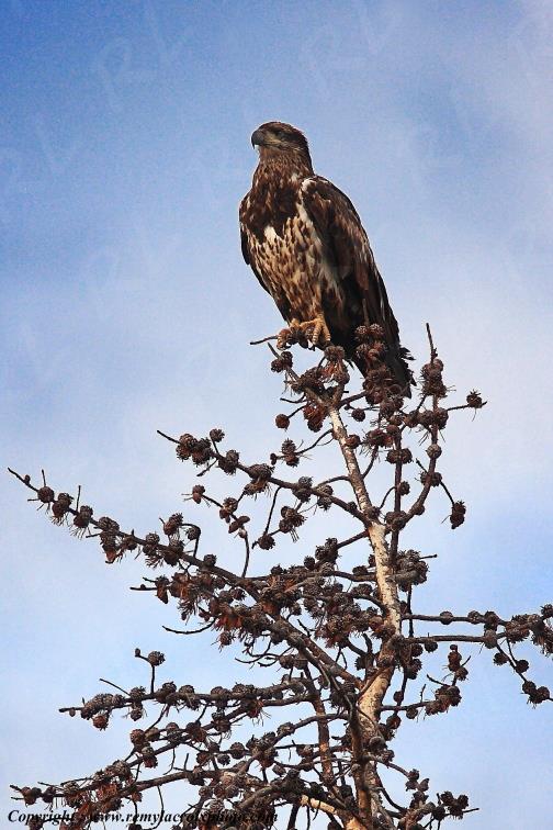 Aigle Royal Eagle Yellowstone National Park Wyoming USA www.remylacroixphoto.com