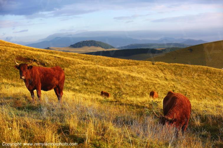 La Godivelle buron vaches Salers C�zallier Puy de D�me Auvergne Rh�ne-Alpes France www.remylacroixphoto.com