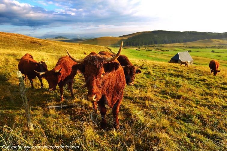La Godivelle buron vaches Salers C�zallier Puy de D�me Auvergne Rh�ne-Alpes France www.remylacroixphoto.com