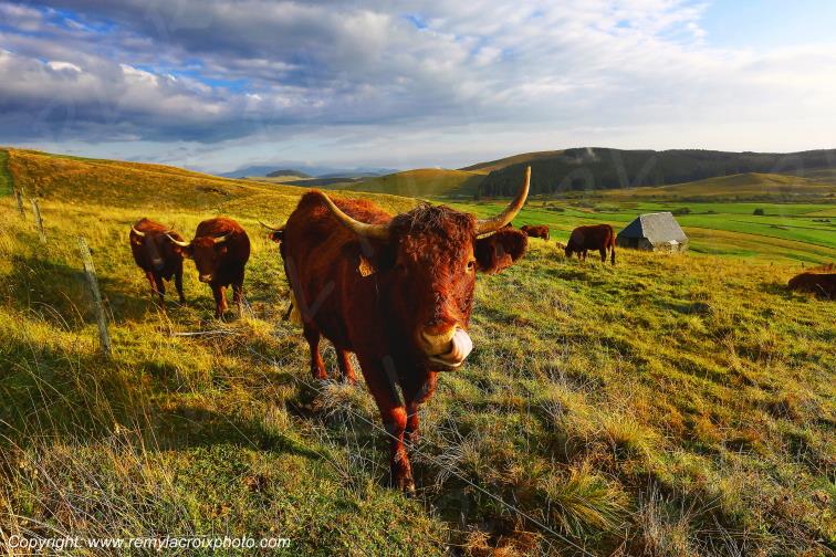 La Godivelle buron vaches Salers C�zallier Puy de D�me Auvergne Rh�ne-Alpes France www.remylacroixphoto.com