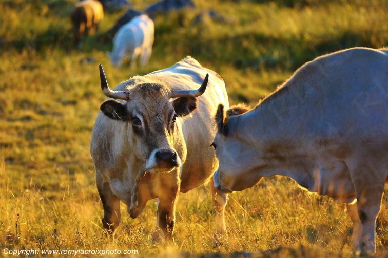 Marchastel Vaches Aubrac Loz�re Languedoc-Roussillon Occitanie France www.remylacroixphoto.com