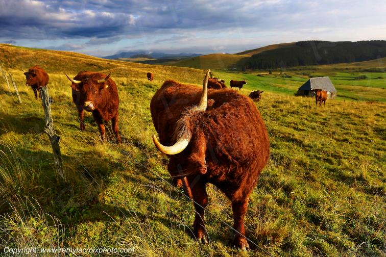 La Godivelle buron vaches Salers C�zallier Puy de D�me Auvergne Rh�ne-Alpes France www.remylacroixphoto.com