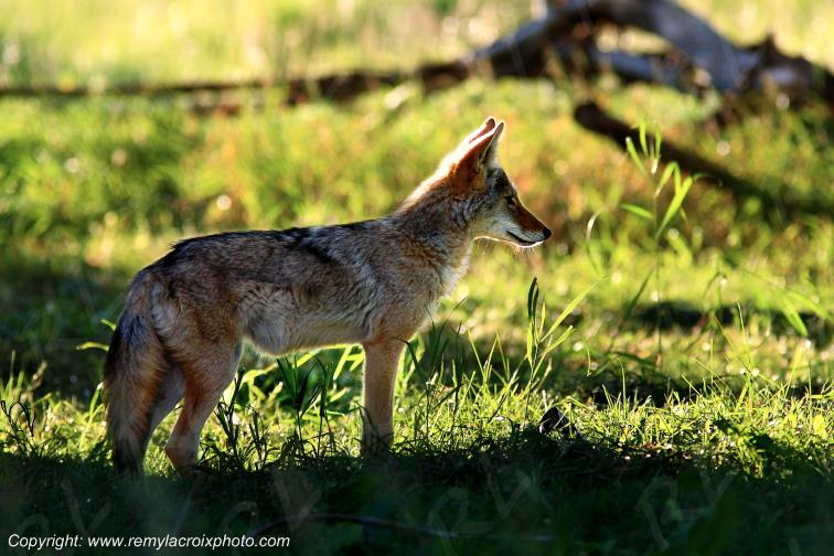 Coyote Grand Teton National Park Wyoming USA www.remylacroixphoto.com