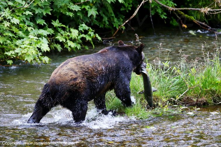 Grizzly Bear Ours Brun Fish Creek Alaska USA www.remylacroixphoto.com