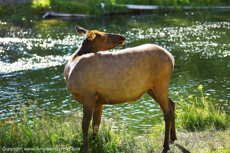 Wapiti Yellowstone National Park Wyoming USA www.remylacroixphoto.com