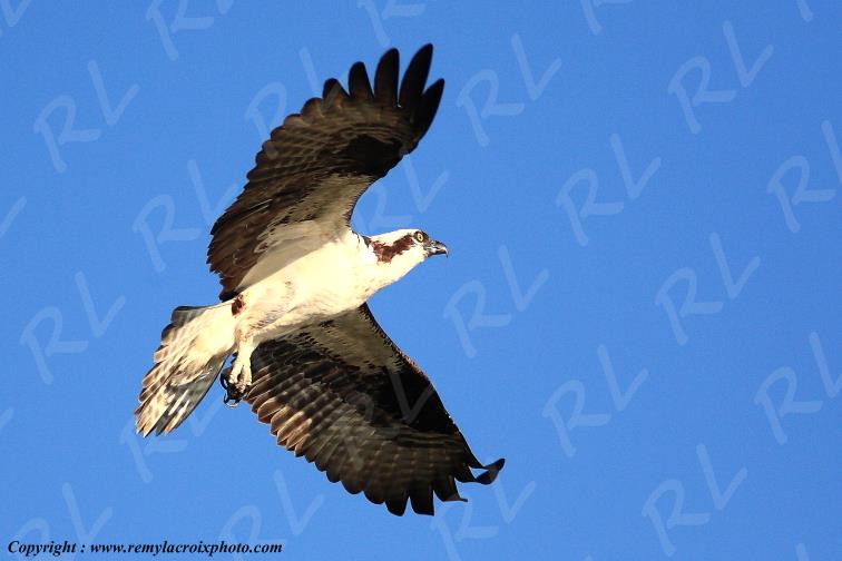 Faucon d'Am�rique du Nord