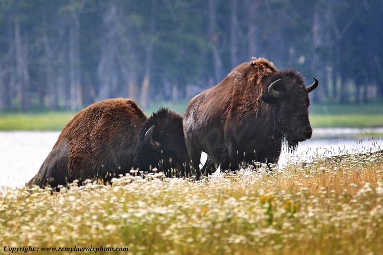 Bison d'Am�rique american buffalo Yellowstone River www.remylacroixphoto.com