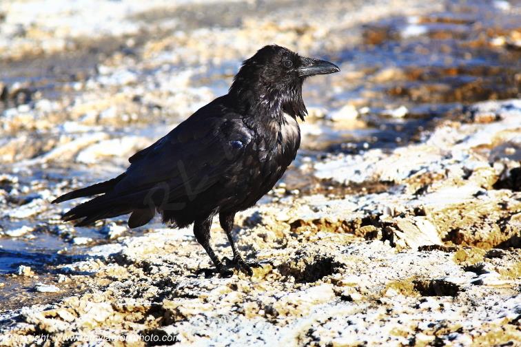 Crow Corbeau Old Faithful Yellowstone National Park Wyoming USA www.remylacroixphoto.com