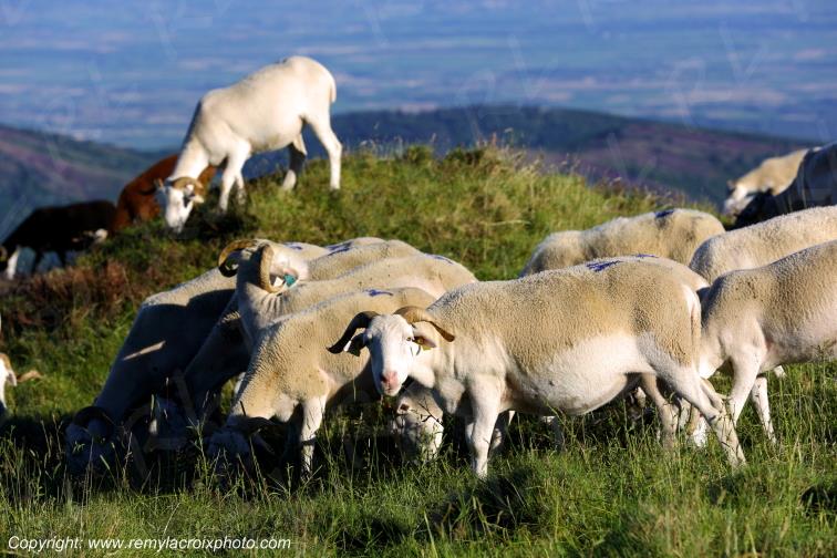 Pic de Nore troupeau de moutons Aude France