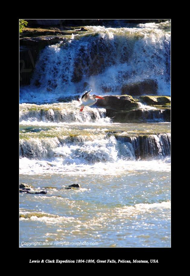 Lewis & Clark Expedition 1804-1806 Great Falls American White Pelican Montana USA