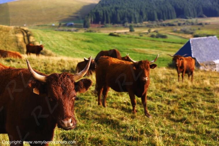 La Godivelle buron vaches Salers C�zallier Puy de D�me Auvergne Rh�ne-Alpes France www.remylacroixphoto.com