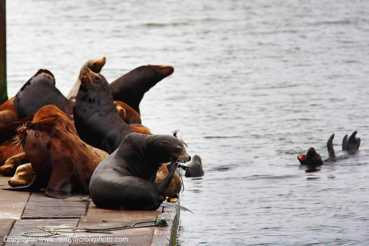 Sea Lions Astoria Columbia River Pacific Oregon USA www.remylacroixphoto.com