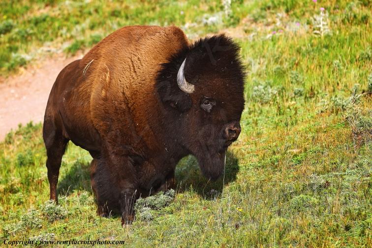 Bisons d'Am�rique Buffalo Waterton Lakes National Park Alberta Canada ww.remylacroixphoto.com
