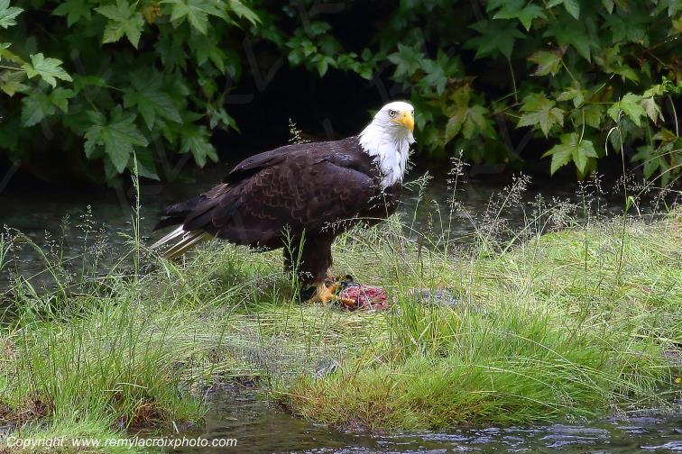 Pygargue � t�te blanche Bald Eagle Alaska www.remylacroixphoto.com