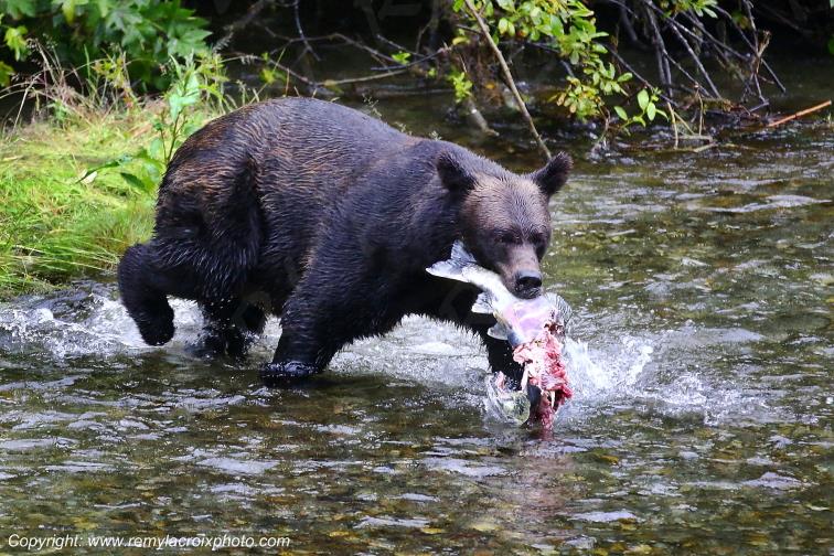 Grizzly Bear Ours Brun Fish Creek Alaska USA www.remylacroixphoto.com