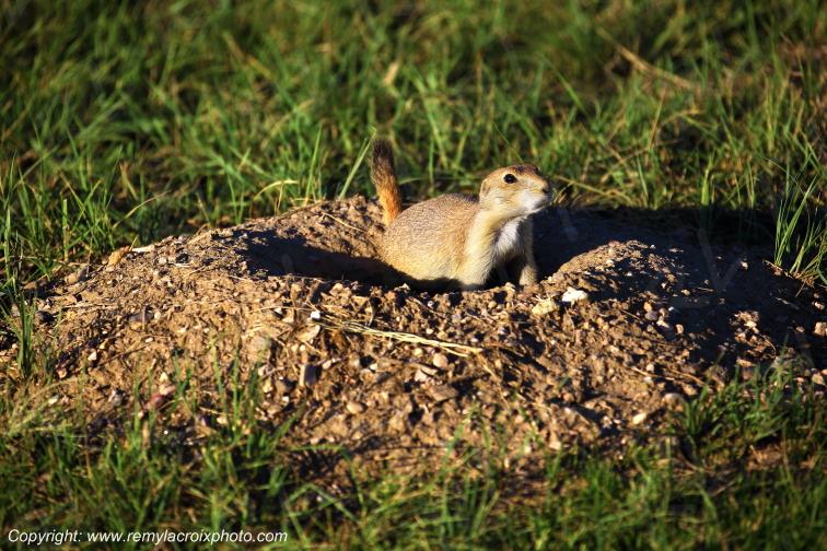Prairie Dog Wind Cave National Park South-Dakota USA