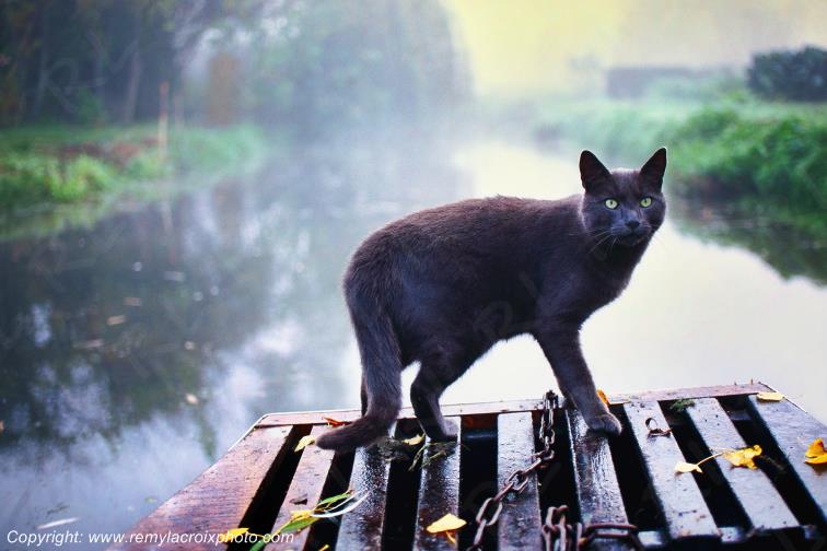 Marais de Bourges Chat Plates Chalands Cher Berry Centre Val de Loire France www.remylacroixphoto.com