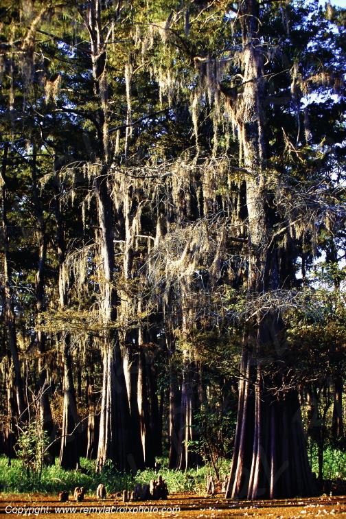 Bayou Atchafalaya Basin Cajun country Lousiane Louisiana USA www.remylacroixphoto.com