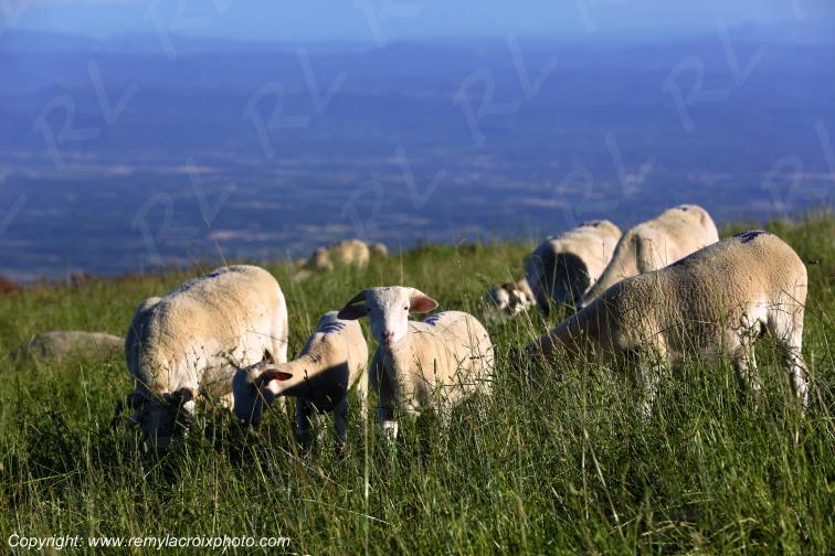 Pic de Nore troupeau de moutons Aude France