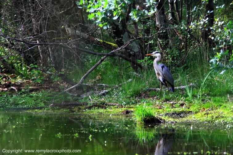 H�ron cendr� Lassay sur Croisne Sologne Loir et Cher Centre Val de Loire France www.remylacroixphoto.com