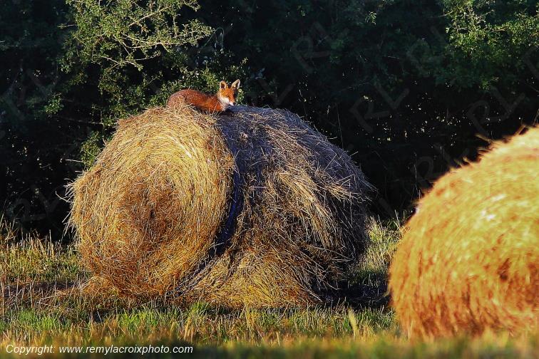 Renard roux Tranzault Val de Bouzanne Indre Berry Centre Val de Loire France www.remylacroixphoto.com