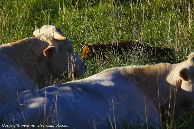 Renard roux Tranzault Val de Bouzanne Indre Berry Centre Val de Loire France www.remylacroixphoto.com
