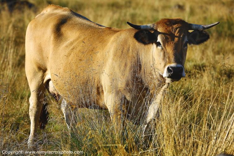 Marchastel Vaches Aubrac Loz�re Languedoc-Roussillon Occitanie France www.remylacroixphoto.com