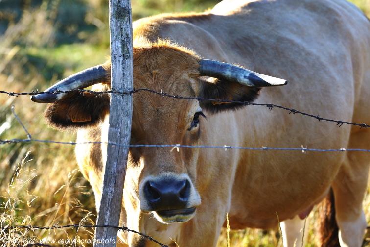 Marchastel Vaches Aubrac Loz�re Languedoc-Roussillon Occitanie France www.remylacroixphoto.com